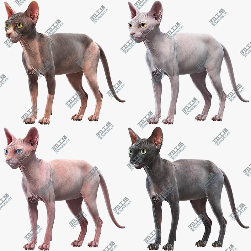 images/goods_img/20210313/Sphynx Cats Collection 3D model/1.jpg